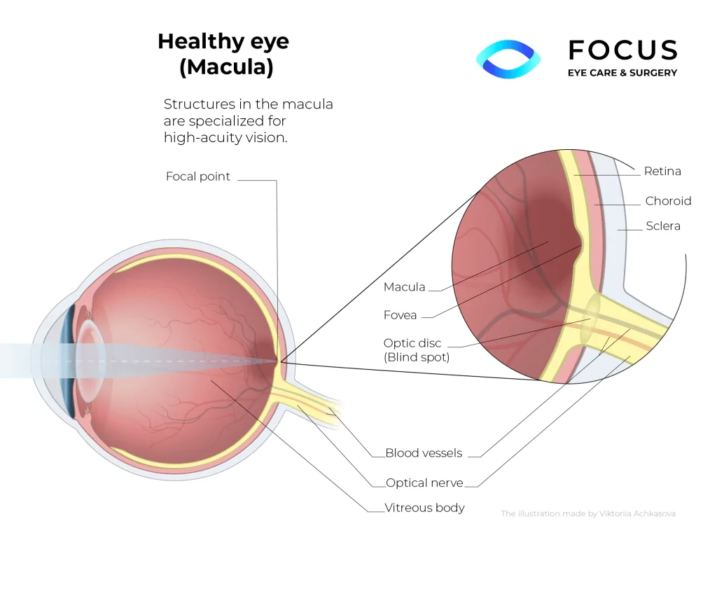 healthy macula diagram