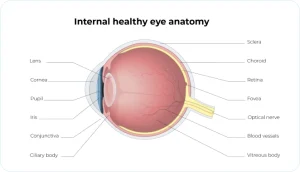 internal healthy eye anatomy diagram